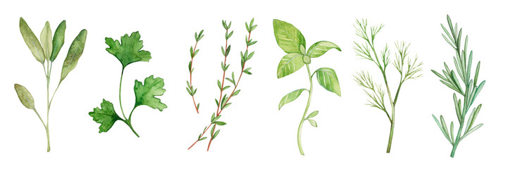Collection of watercolor illustrations of herbs and spices. Sage, coriander, rosemary, basil, dill, thyme. Seasoning for food. Hand drawn.