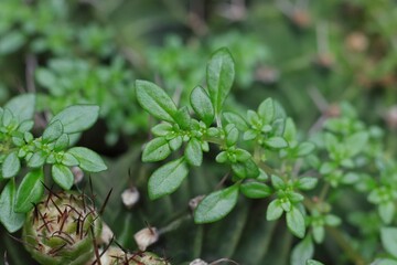Pilea microphylla, also known as angeloweed, artillery plant, joypowder plant or brilhantina, is an...