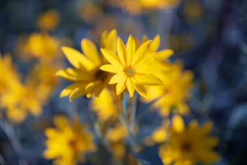 kwiat natura topinambur ogród garden yellow flower przyroda piękno lata słonecznie flower żółty kwiat  菊芋花 artichoke flower - obrazy, fototapety, plakaty