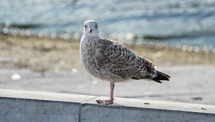 Seagull in the city