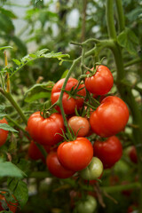 Red tomatoes on a branch in a greenhouse.