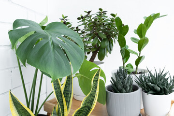 A collection of various indoor plants: haworthia, Crassula ovata, zamiokulkas, sansevieria and monstera deliciosa or Swiss cheese plant in white flower pots on a light background. Home gardening conce