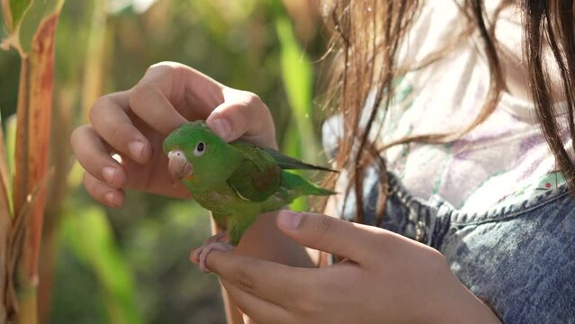 Little girl playing with a green parakeet. Brotogeris jugularis. in the middle of a cornfield. Exotic animals.
