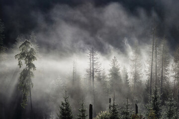Beautiful landscape in misty forest in Tatra mountains at summer, Poland - obrazy, fototapety, plakaty