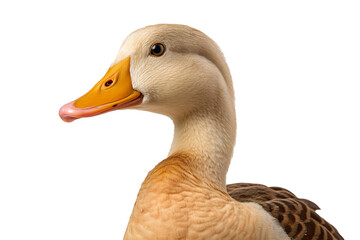 a beautiful Duck on a white background studio shot isolated PNG