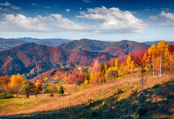 Fototapeta premium Colorful autumn view of Sokolivka village hills. Captivating morning scene of Carpathian mountains, Ukraine, Europe. Beauty of countryside concept background..