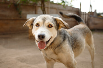 mongrel dog in an animal shelter