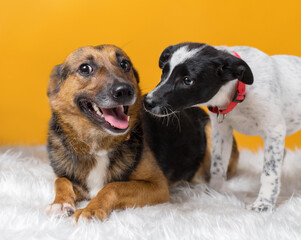 mongrel dog in an animal shelter on yellow background