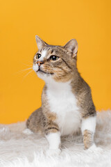 mongrel cat in an animal shelter on yellow background