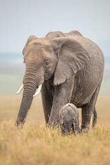 Mom and baby elephant in the savanna