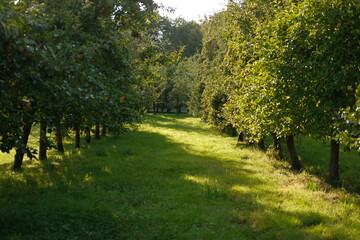 Promenade dans un verger en Normandie - France - Europe - Producteur de cidre - pommes