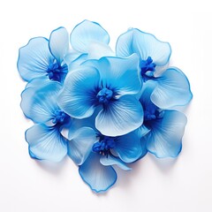 Blue orchids flowers isolated on white background, top view. Floral flowers pattern.