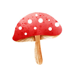 fly agaric mushroom