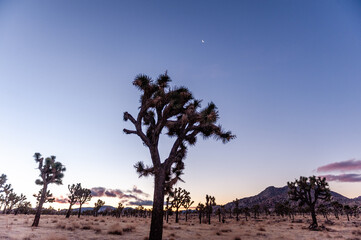 Impression of an early morning sunrise in Joshua Tree national park on an early winter morning.