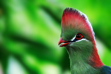 An adult fischer's turaco, tauraco fischeri, close up portrait with space for text. This colourful bird is near threatened in the wild and is endemic to East Africa. - obrazy, fototapety, plakaty