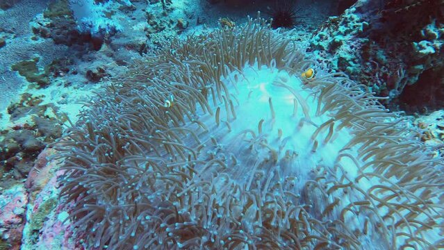 Nemo clownfish anemone fish in colored coral reef underwater world diving spot thailand koh lipe