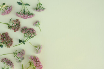 Frame of Autumn Sedum Pink Flowers on beige background. Annual Herb, Floral Composition, Top view....