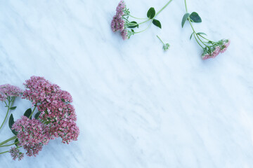 Frame of Autumn Sedum Pink Flowers isolated on white  background. Annual Herb, Floral Composition,...