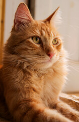 simba the cat on the window