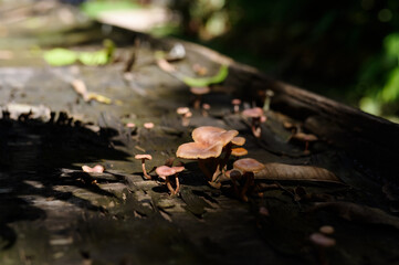 Wild mushroom on the spruce stump. Autumn time in the forest