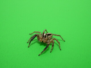 チャスジハエトリ