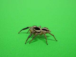 チャスジハエトリの側面
