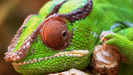 chameleon on a branch