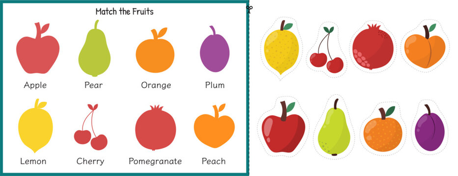 Match the fruits activity sheet for kids. Matching game for school and preschool. Learning fruits for toddlers. Cut and glue worksheet. Vector illustration