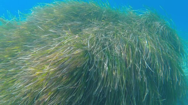 Posidonia leaves move smoothly under the sea wave surrounded by fish in the Aegean Sea in Greece