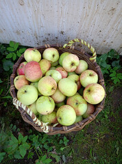 Basket with ripe apples in the garden. Vertical photo, close-up