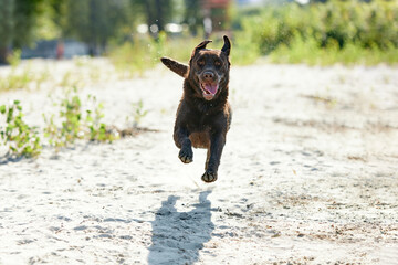 Portrait of dog running along river, sea coast in motion. Purebred brown retriever resting, playing on beach in summer. Happy labrador.