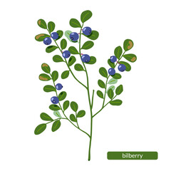 Bilberry vector illustration. European blueberry. Hand drawn green shrub with northern blue forest berries isolated on white background. Natural healthy food with vitamins. Jam, juice, pie ingredient