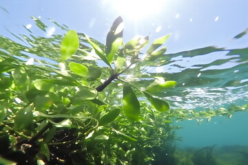 underwater view of mangrove plant growing toward the sun
