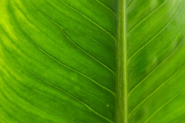 tropical leaves, abstract green leaves texture, nature background. Close-up tree leaf background. Natural background. Macro leaf. soft focus