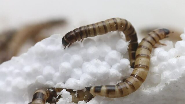 Giant Mealworms or Morios burrowing into polystyrene.