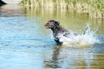 Funny dog swimming in river, sea in splashes in motion. Purebred brown retriever resting in water in summer. Happy labrador.