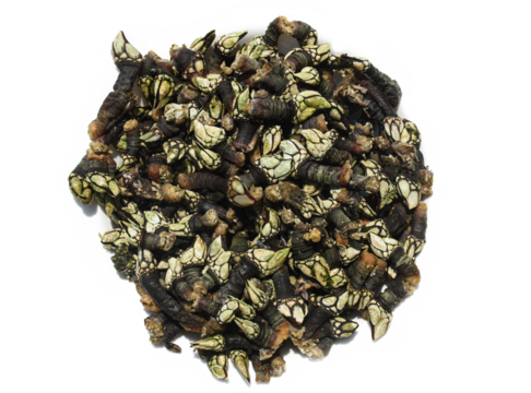 plate of barnacles cooked