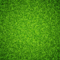 Lawn green grass background. Vector