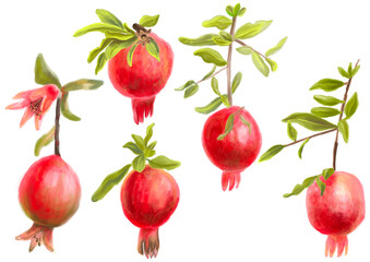 Collection of pomegranate fruits with leaves and flowers, botanical watercolor illustrations