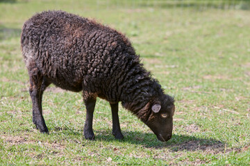 Brown ouessant sheep ewe grazes on meadow