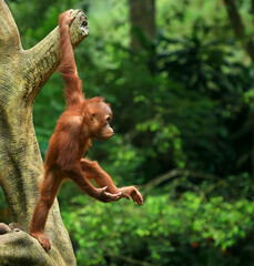 Baby Orangutan playing in the Indonesian forest