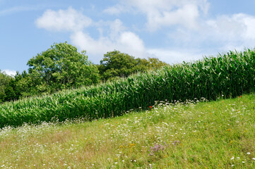 Champ de maïs en plein été