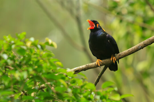 Gracula is a tropical member of the starling family of birds found in southern Asia
