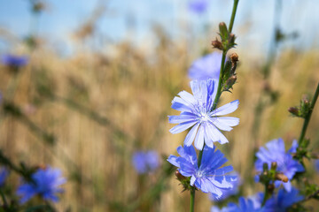 cykoria zioła podróżnik niebieski kwiat polny kwiat przydrożny kwiat natura przyroda piękno lata słonecznie flower - obrazy, fototapety, plakaty