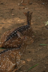 Chital or cheetal deer clustered together in a zoo 