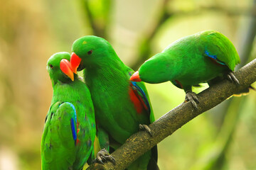 green parrots. Beautiful couple of green parrots. green parrot wildlife of tropical nature.