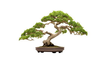  Bonsai-tree-isolated-on-transparent-background