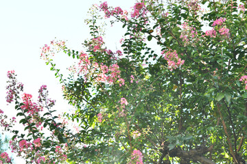 ピンク色の花　　サルスベリ
