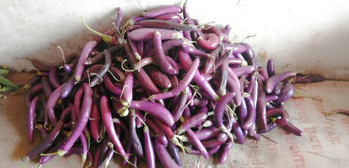 Brinjal 