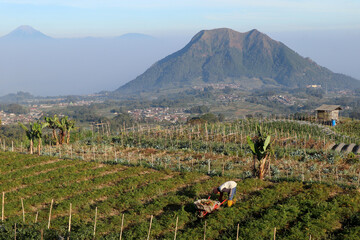 A man harvesting carrots with a view of the mountains
